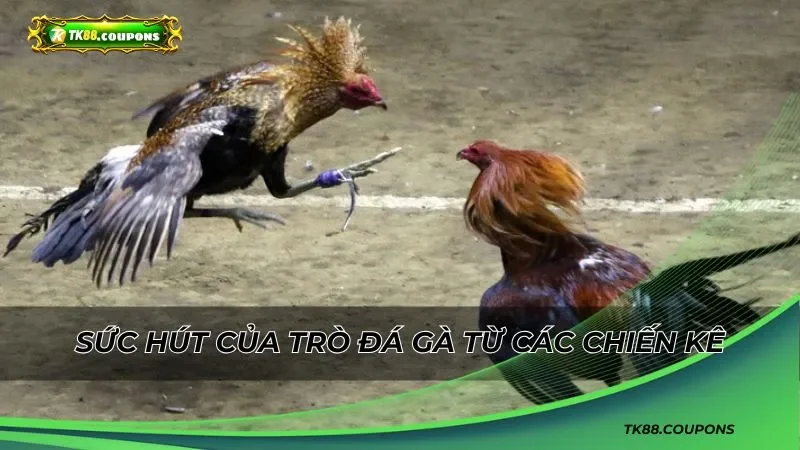 Sức hút của trò đá gà từ các chiến kê